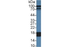 Western Blot; Sample: Porcine Liver lysate; Primary Ab: 1µg/ml Rabbit Anti-Porcine FABP1 Antibody Second Ab: 0.