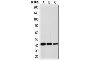 Western blot analysis of Thrombopoietin expression in HepG2 (A), mouse liver (B), rat liver (C) whole cell lysates.