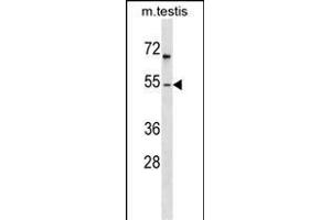 FOXF1 Antibody (N-term) (ABIN1539176 and ABIN2848789) western blot analysis in mouse testis tissue lysates (35 μg/lane).