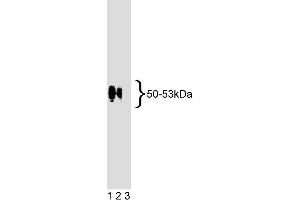 Western blot analysis of EBP50 on human endothelial cell lysate.