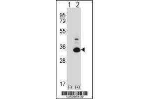 Western blot analysis of Tp53rk using rabbit polyclonal Mouse Tp53rk Antibody using 293 cell lysates (2 ug/lane) either nontransfected (Lane 1) or transiently transfected (Lane 2) with the Tp53rk gene.