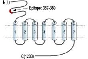 anti-Glutamate Receptor, Metabotropic 5 (GRM5) (Extracellular), (N-Term) antibody
