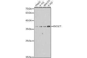 Western blot analysis of extracts of various cell lines, using EXOSC7 antibody (ABIN7267065) at 1:1000 dilution. (EXOSC7 anticorps)