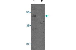 Western blot analysis of mouse lung tissue with REEP2 polyclonal antibody  at 1 ug/mL in (Lane 1) the absence and (Lane 2) the presence of blocking peptide. (REEP2 anticorps)