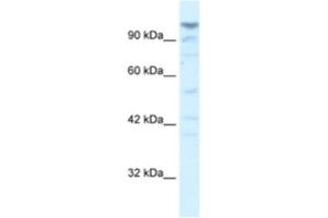 Western Blotting (WB) image for anti-La Ribonucleoprotein Domain Family, Member 1B (LARP1B) antibody (ABIN2460977) (LARP1B anticorps)