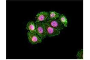 Immunofluorescence (IF) image for anti-Signal Transducer and Activator of Transcription 5A (STAT5A) antibody (ABIN2666295)