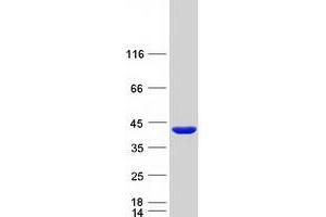Validation with Western Blot