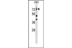 Western blot analysis of DEAF1 Antibody (C-term) in 293 cell line lysates (35ug/lane).