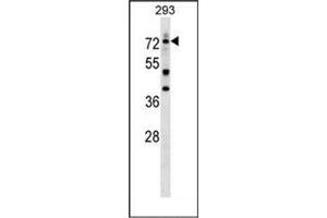 Western blot analysis of DEAF1 Antibody (C-term) in 293 cell line lysates (35ug/lane). (DEAF1 anticorps  (C-Term))
