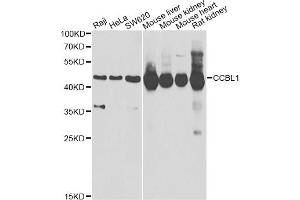 Western blot analysis of extracts of various cell lines, using CCBL1 Antibody (ABIN2561630) at 1:1000 dilution. (CCBL1 anticorps)