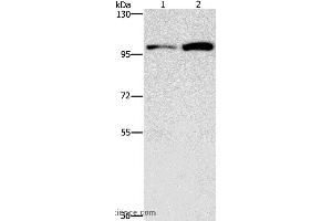 Western blot analysis of HepG2 and K562 cell, using CDC27 Polyclonal Antibody at dilution of 1:750 (CDC27 anticorps)