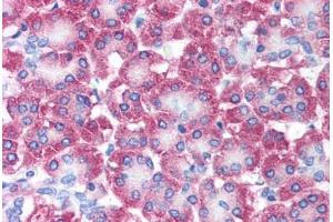 Human Pancreas (formalin-fixed, paraffin-embedded) stained with AVEN antibody ABIN213902 at 5 ug/ml followed by biotinylated goat anti-rabbit IgG secondary antibody ABIN481713, alkaline phosphatase-streptavidin and chromogen. (AVEN anticorps  (N-Term))