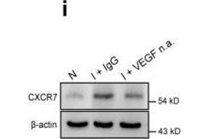 Skeletal muscle cells-secreted VEGF promotes the upregulation of CXCR7 in MSCs.