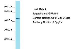 Host: Rabbit Target Name: GPR180 Sample Tissue: Human Jurkat Whole Cell Antibody Dilution: 1ug/ml (GPR180 anticorps  (N-Term))