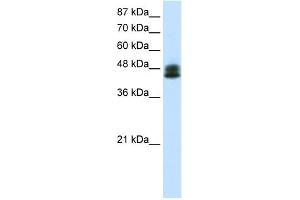 WB Suggested Anti-ZNF785 Antibody Titration:  0. (ZNF785 anticorps  (C-Term))