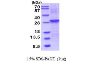 SDS-PAGE (SDS) image for Granzyme H (Cathepsin G-Like 2, Protein H-CCPX) (GZMH) (AA 20-246) protein (His tag) (ABIN6387571) (GZMH Protein (AA 20-246) (His tag))
