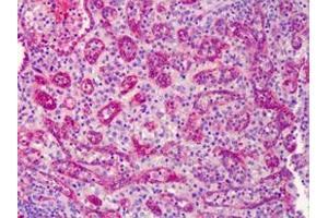IHC Analysis: Human spleen tissue stained with eNOS, pAb at 10 μg/mL. (ENOS anticorps  (C-Term))