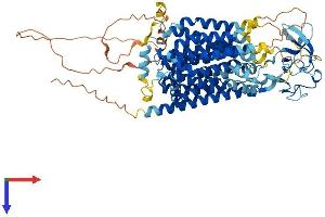 AlphaFold protein structure predicition of Human Recombinant SLCO6A1 Protein, UniprotID Q86UG4
