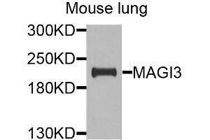 Western blot analysis of extracts of mouse lung, using MAGI3 antibody (ABIN6003625) at 1/1000 dilution. (MAGI3 anticorps)