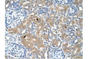 LMAN2 antibody was used for immunohistochemistry at a concentration of 4-8 ug/ml to stain Epithelial cells of renal tubule (arrows) in Human Kidney.