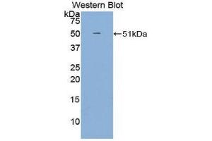 Western Blotting (WB) image for anti-Growth Arrest-Specific 6 (GAS6) (AA 59-221) antibody (ABIN3209082) (GAS6 anticorps  (AA 59-221))