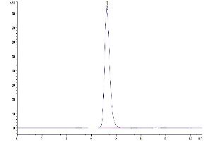 The purity of Human MDL-1/CLEC5A is greater than 95 % as determined by SEC-HPLC.