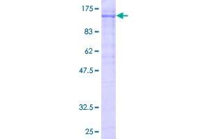 Image no. 1 for Ring Finger Protein 103 (RNF103) (AA 1-685) protein (GST tag) (ABIN1318184)