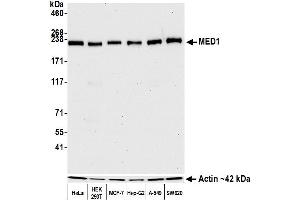 Western Blotting (WB) image for anti-Mediator Complex Subunit 1 (MED1) (AA 1550-1581) antibody (ABIN7455140) (Recombinant MED1 anticorps  (AA 1550-1581))