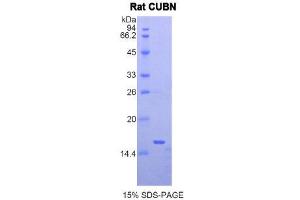 SDS-PAGE (SDS) image for Cubilin (Intrinsic Factor-Cobalamin Receptor) (CUBN) (AA 98-207) protein (His tag) (ABIN1877773) (CUBN Protein (AA 98-207) (His tag))