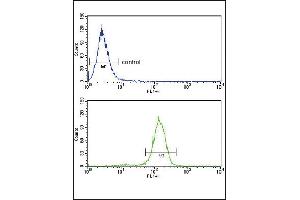 BCL3 Antibody (Center)  flow cytometry analysis of Hela cells (bottom histogram) compared to a negative control cell (top histogram). (BCL3 anticorps  (Center))