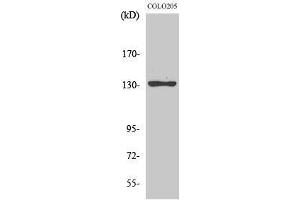 Western Blotting (WB) image for anti-Junction Mediating and Regulatory Protein, P53 Cofactor (JMY) (C-Term) antibody (ABIN3185267) (JMY anticorps  (C-Term))