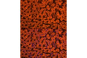 Immunofluorescence analysis of rat liver cells using Apolipoprotein C3 Rabbit pAb (ABIN7265641) at dilution of 1:250 (40x lens). (APOC3 anticorps  (AA 1-99))