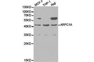 Western Blotting (WB) image for anti-Actin Related Protein 2/3 Complex, Subunit 1A, 41kDa (ARPC1A) antibody (ABIN1871104) (ARPC1A anticorps)