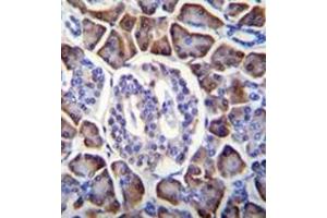 Immunohistochemistry analysis in formalin fixed and paraffin embedded human pancreas tissue reacted with GDPD1 Antibody (N-term) followed by peroxidase conjugation of the secondary antibody and DAB staining.