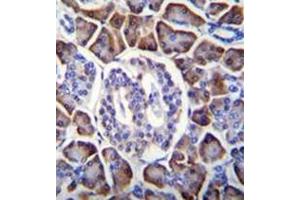 Immunohistochemistry analysis in formalin fixed and paraffin embedded human pancreas tissue reacted with GDPD1 Antibody (N-term) followed by peroxidase conjugation of the secondary antibody and DAB staining. (GDPD1 anticorps  (N-Term))