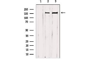 Western blot analysis of extracts from various samples, using GRF-1 Antibody. (GRLF1 anticorps  (Internal Region))