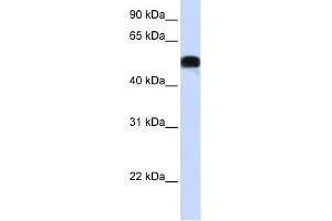 WB Suggested Anti-FOXA1 Antibody Titration: 0. (FOXA1 anticorps  (N-Term))