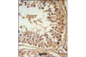 FBXL5 Antibody IHC analysis in formalin fixed and paraffin embedded testis tissue followed by peroxidase conjugation of the secondary antibody and DAB staining.