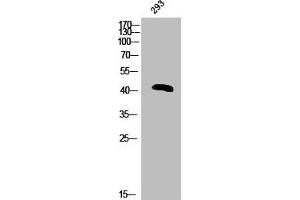 Western Blot analysis of 293 cells using Phospho-hnRNP C1/2 (S260) Polyclonal Antibody (HNRNPC anticorps  (pSer260))