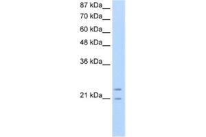 Western Blotting (WB) image for anti-Polyamine Modulated Factor 1 (PMF1) antibody (ABIN2461815) (PMF1 anticorps)