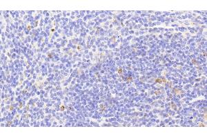 Detection of HSP10 in Mouse Spleen Tissue using Polyclonal Antibody to Heat Shock 10 kDa Protein 1 (HSP10)