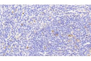 Detection of HSP10 in Mouse Spleen Tissue using Polyclonal Antibody to Heat Shock 10 kDa Protein 1 (HSP10) (HSPE1 anticorps  (AA 2-102))