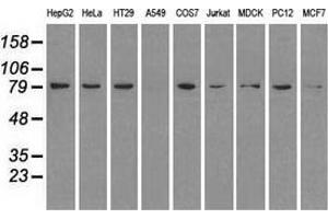 Western blot analysis of extracts (35 µg) from 9 different cell lines by using anti-HSP90AB1 monoclonal antibody. (HSP90AB1 anticorps)