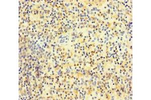 Immunohistochemistry of paraffin-embedded human spleen tissue using ABIN7163487 at dilution of 1:100 (PLAC8 anticorps  (AA 1-110))