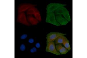 ABIN6259050 and ABIN6274492 staining Hela cells by IF/ICC. (C1orf35 anticorps  (C-Term))