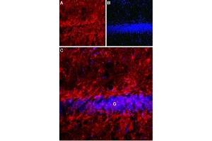 Expression of Latrophilin-1 receptor in rat hippocampus - Immunohistochemical staining of rat hippocampal dentate granule layer (G) using Anti-Latrophilin-1 (LPHN1) (extracellular) Antibody (ABIN7043297 and ABIN7044563).