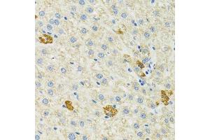 Immunohistochemistry of paraffin-embedded mouse liver using HSPA9 antibody.