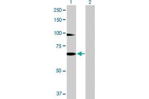Western Blot analysis of RNF12 expression in transfected 293T cell line by RNF12 MaxPab polyclonal antibody.