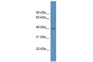 Western Blot showing HPDL antibody used at a concentration of 1 ug/ml against 293T Cell Lysate (HPDL anticorps  (C-Term))