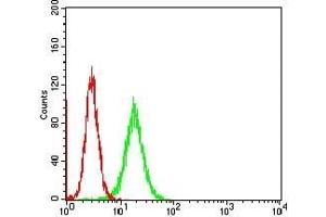 anti-F-Box Protein 32 (FBXO32) (AA 23-35) antibody
